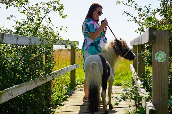 Private Miniature Horse Walking near Lincoln - The practice walk and high-visibility vests: getting ready for roads