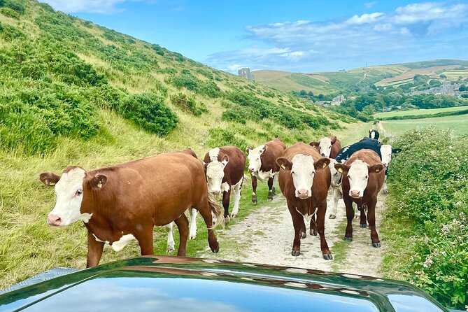 PURBECK HILLS & JURASSIC COAST - PRIVATE - 4x4 LAND ROVER SAFARI - The Land Rover Defender setup: comfort you can feel