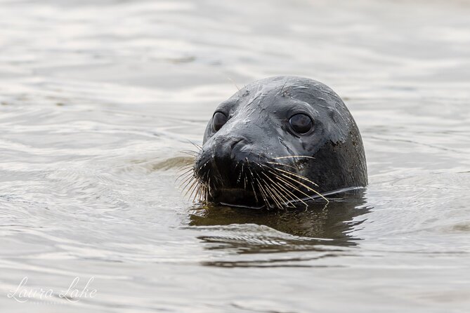 Scroby Sands Seal Watching - Who should book this seal watching trip out of Lowestoft