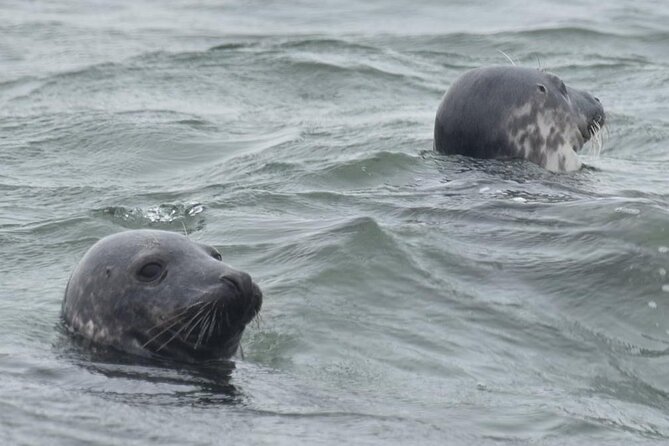 Scroby Sands Seal Watching - Should you book Scroby Sands seal watching from Lowestoft?