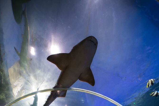 SEA LIFE Birmingham Admission Ticket - The 360° Ocean Tunnel: Where the Sharks and Rays Steal Time
