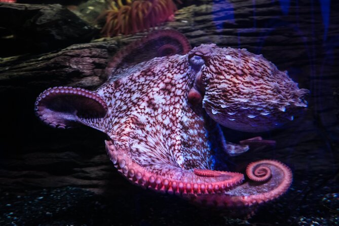 SEA LIFE Birmingham Admission Ticket - Who This Visit Suits Best in Birmingham
