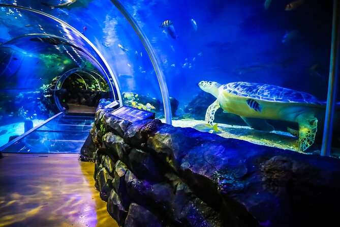 SEA LIFE Birmingham Admission Ticket - Meet Ozzy and Ola: Sea Otters That Anchor the Visit