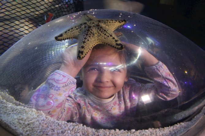 SEA LIFE Blackpool Admission Ticket - Jungle walk-through: turtles, chameleons, frogs, and a few scary names
