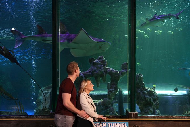 SEA LIFE Blackpool Admission Ticket - Ocean walk-through tunnel and sharks: the long-breeding focus