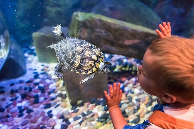 SEA LIFE Brighton Admission Ticket - Prebooked Sea Life Brighton Entry: Save Time, Then Go at Your Pace