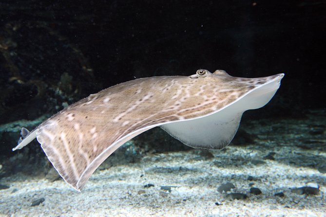 SEA LIFE Great Yarmouth General Admission - Atlantis exhibit: turtles and tropical fish you can actually enjoy