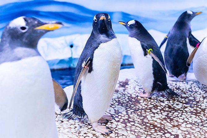 SEA LIFE London Aquarium Admission Ticket - Gentoo penguins are temporarily elsewhere, and other exhibit timing surprises