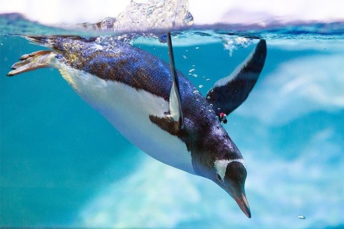 SEA LIFE Manchester Admission Ticket - Sea Life Manchester in two hours: what the admission ticket really delivers