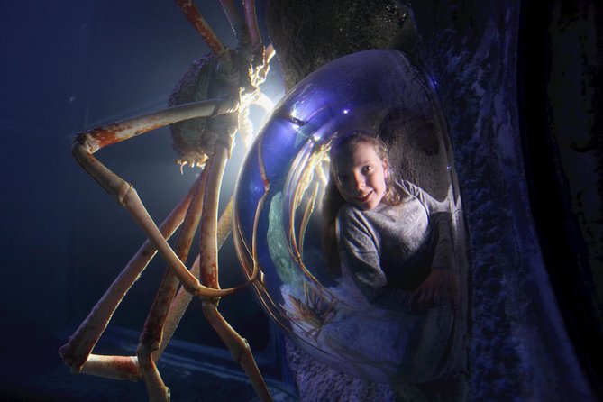 SEA LIFE Manchester Admission Ticket - Moon jellyfish and the color-changing tank that makes kids feel in control