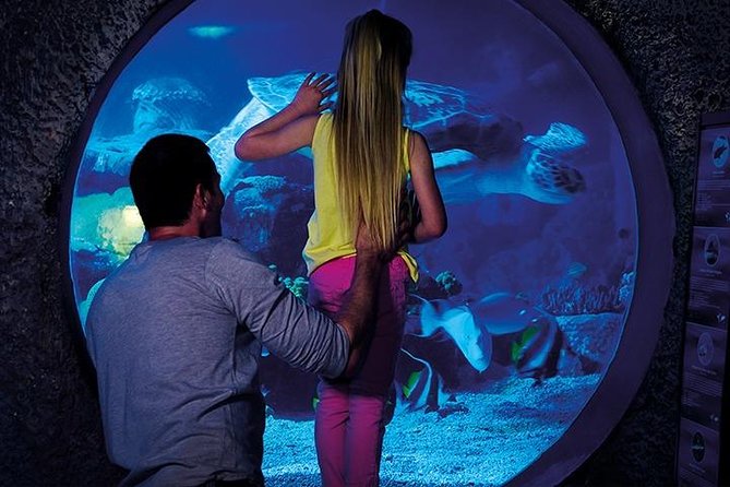SEA LIFE Manchester Admission Ticket - Turtle Beach and the 3D sea turtle life cycle you follow start to finish