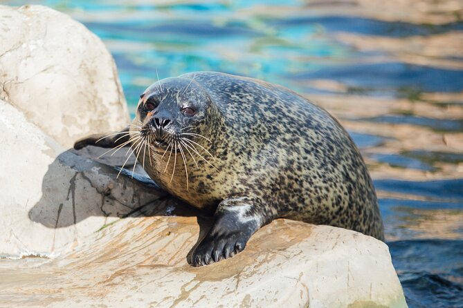 SEA LIFE Weymouth Admission Ticket - SEA LIFE Weymouth: a simple ticket with a lot of animal time