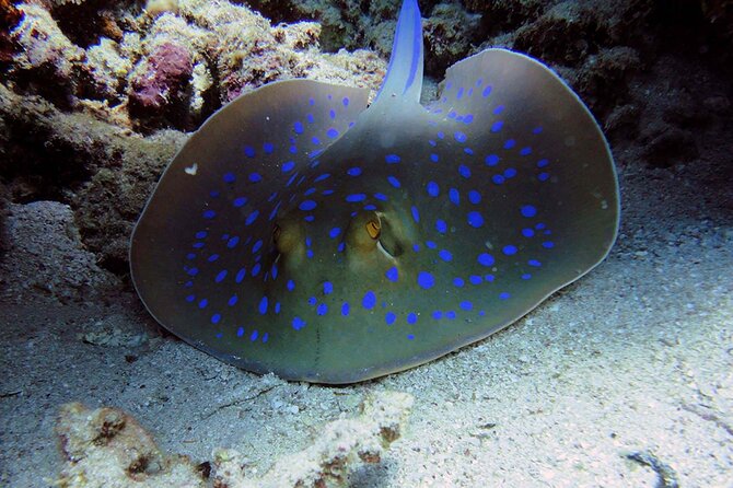 SEA LIFE Weymouth Admission Ticket - A one-stop itinerary that still feels like a full outing