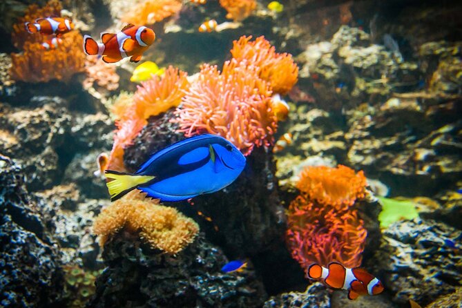 SEA LIFE Weymouth Admission Ticket - Practicalities: mobile ticket, getting there, and staying comfortable