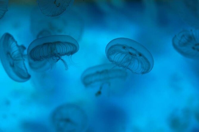 SEA LIFE Weymouth Admission Ticket - Families and first-timers: why this is a good match for mixed ages