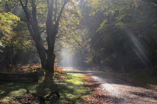 Small-group New Forest Discovery Walk from Lyndhurst - Key highlights you’ll notice on the trail