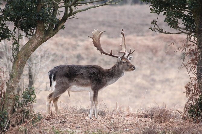 Small-group New Forest Discovery Walk from Lyndhurst - The Forest’s layered history, Parc Pale to WW2 range