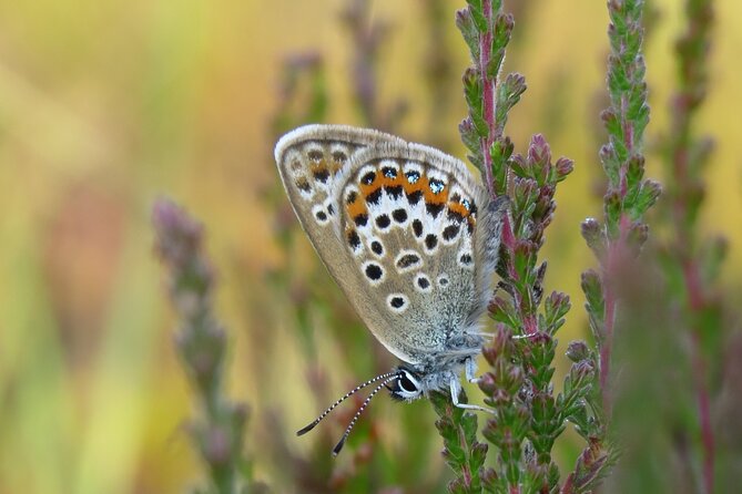 Small-group New Forest Discovery Walk from Lyndhurst - Timing, route length, and how to dress for a relaxed 2 hours