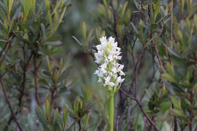 Small-group New Forest Discovery Walk from Lyndhurst - Price and value, what you get for about $23