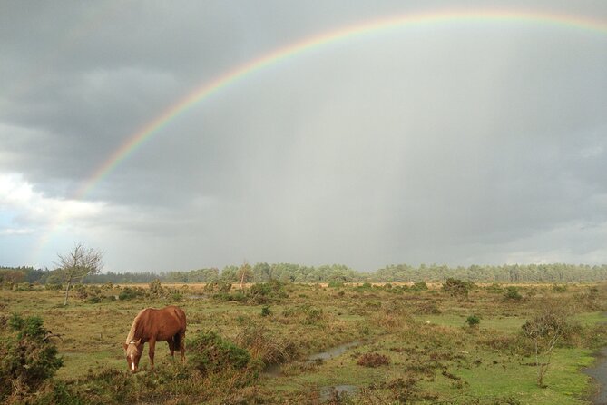 Small-group New Forest Discovery Walk from Lyndhurst - The Ridge heath and mire views, plus real bird spotting