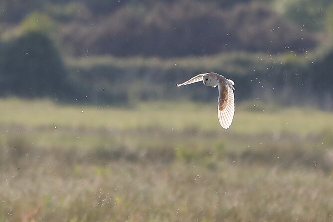 Sussex Birdwatching Private Guided Day Tour - Key things that make this Sussex bird day worth it