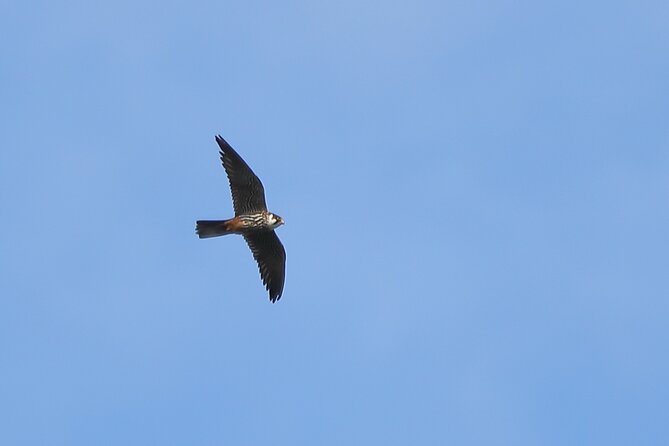 Sussex Birdwatching Private Guided Day Tour - Guides like Atticus and David: the ear-eye combo that turns birds into facts