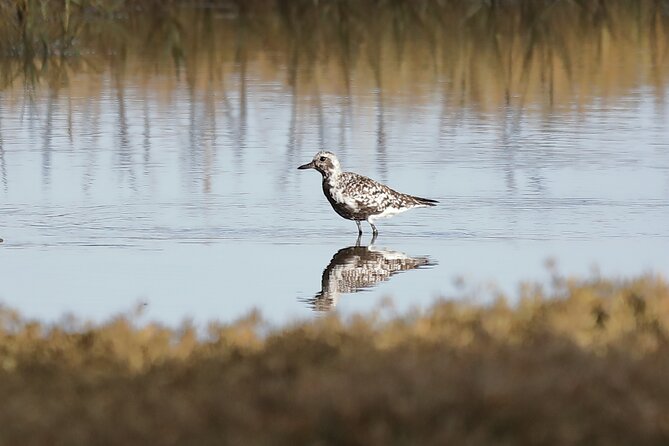 Sussex Birdwatching Private Guided Day Tour - Price and value for a group up to four