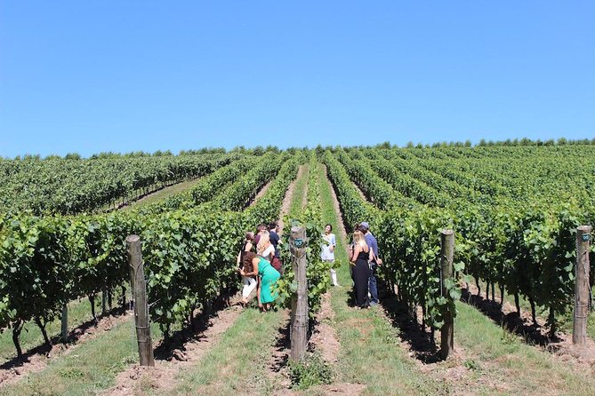 Sussex Vineyard & Winery Bus Tour on Iconic Vintage London Bus - Price and value: what you’re really paying for