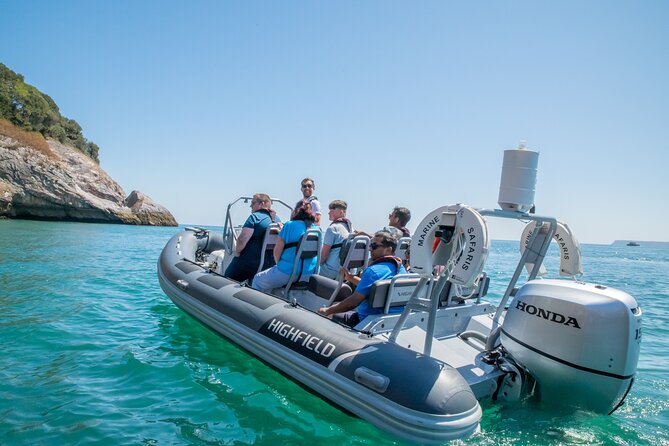 Torquay Coastal RIB Seafari - Torquay Coastal RIB Seafari: the one-hour plan that feels like more