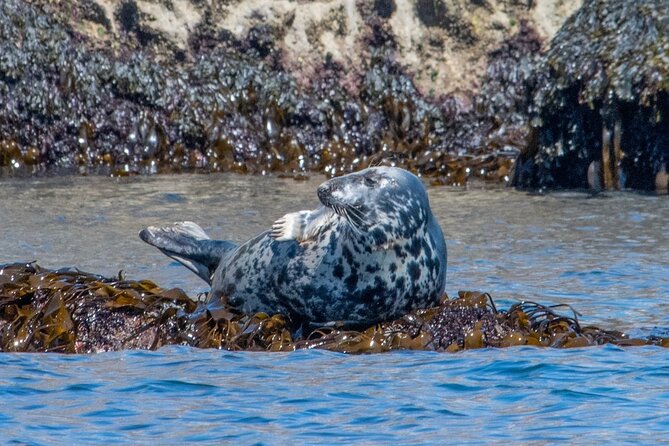 Torquay Coastal RIB Seafari - Where you meet, what you should bring, and how the ride really feels