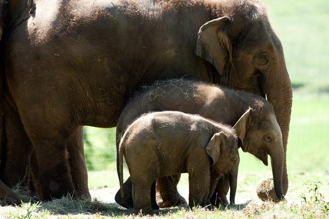 Whipsnade Zoo Entry Ticket - Key highlights worth knowing before you go