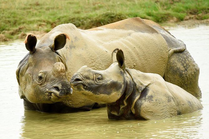 Whipsnade Zoo Entry Ticket - The grounds work like an all-day loop: how 3 to 5 hours really feels