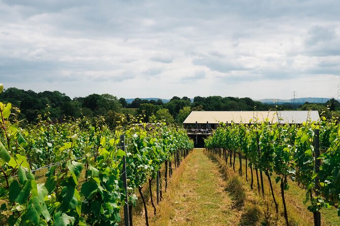 Yoga & Forest Bathing Day Retreat - Bolney Wine Estate: From Woodland Calm to Vineyard Air
